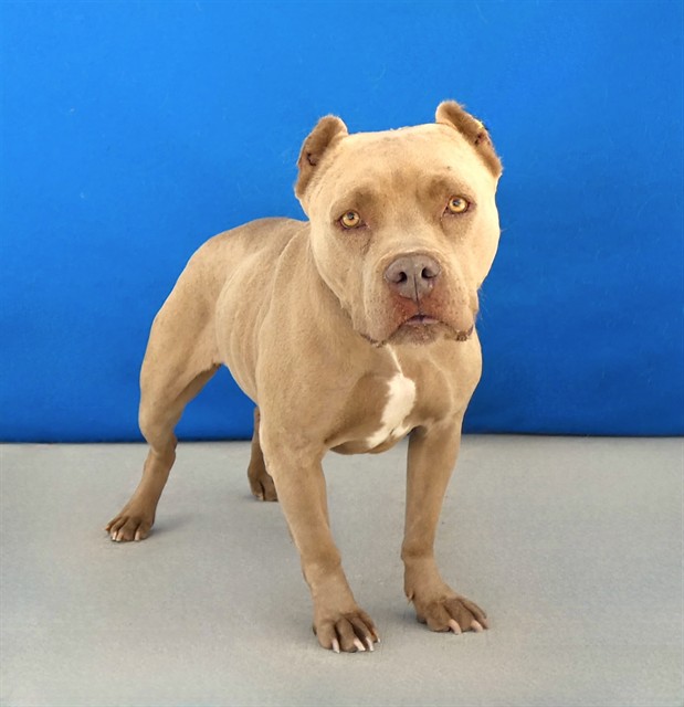 Luna, a Bullmastiff, available for adoption