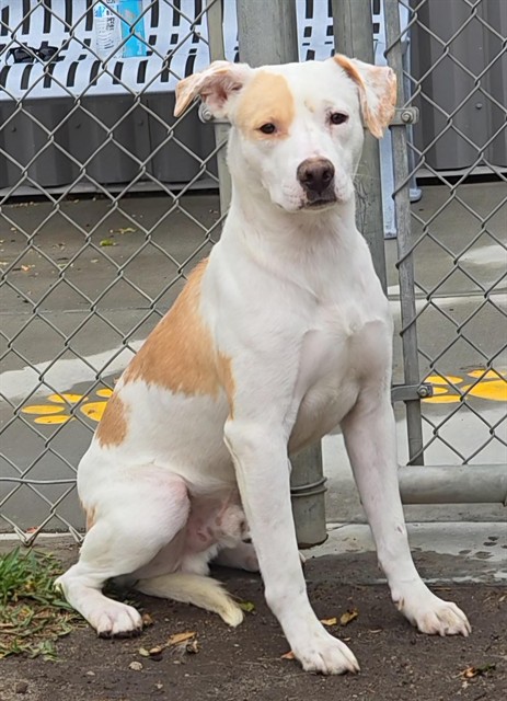 Adoptable pet photo