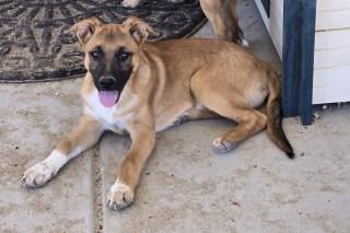 Adoptable pet photo