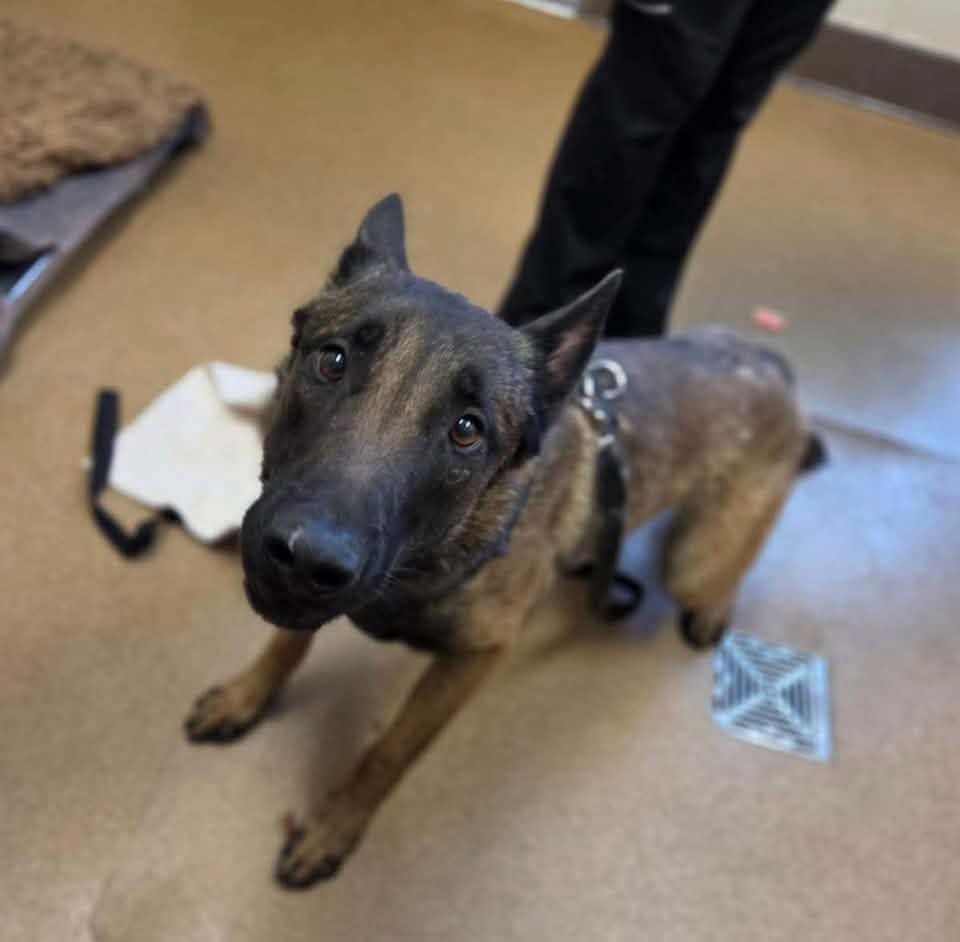 Adoptable pet photo