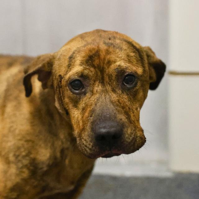 American Staffordshire Terrier (mix breed) available for adoption
