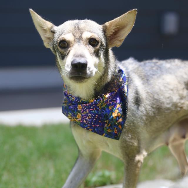 Husky (mix breed) available for adoption