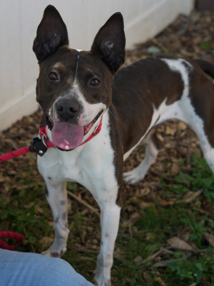Annalisa, a Pointer (mix breed), available for adoption