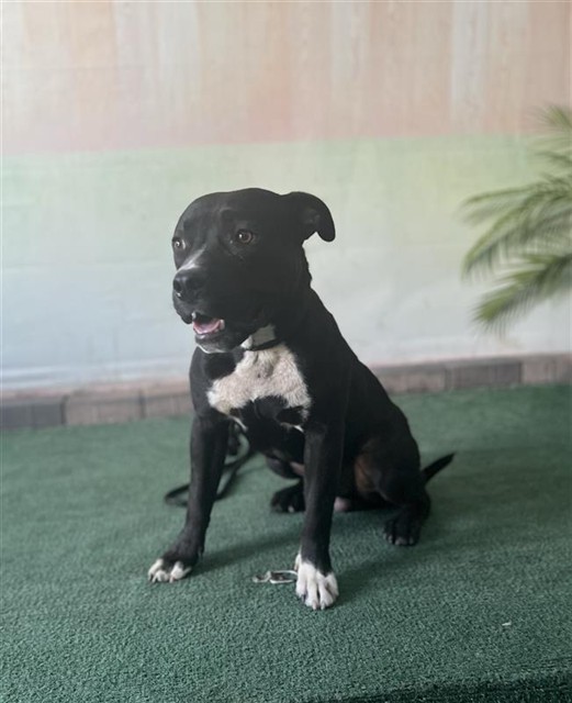 Mac, a Pit Bull Terrier, available for adoption
