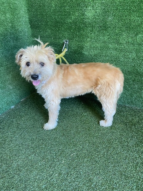 Mona, a Terrier, available for adoption
