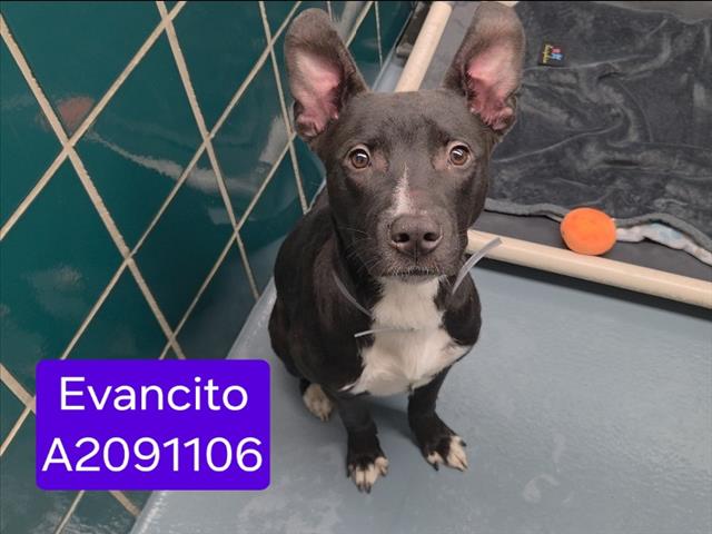 Evancito, a American Staffordshire Terrier (mix breed), available for adoption