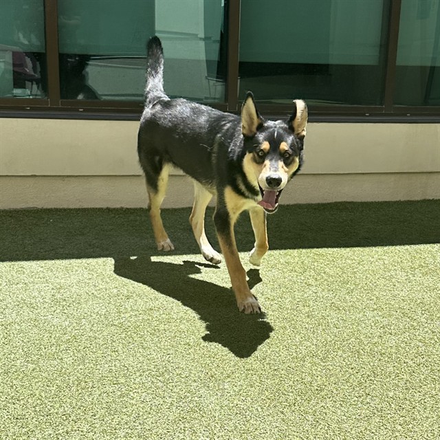 Chase, a German Shepherd, available for adoption