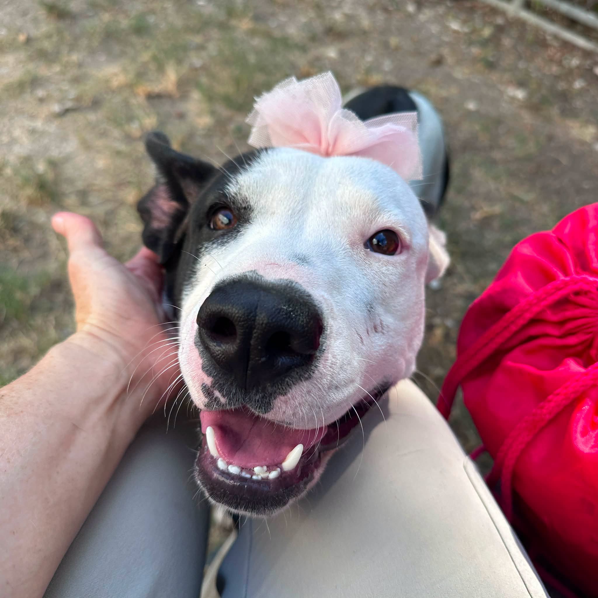 Sissy, a Staffordshire Bull Terrier (mix breed), available for adoption