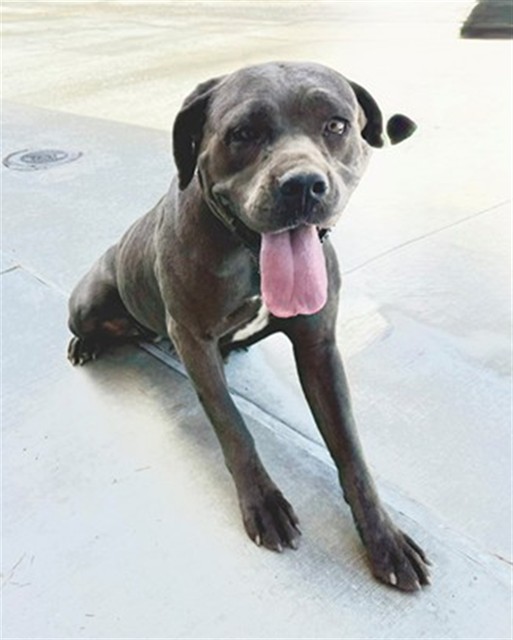 Lily, a Cane Corso Mastiff, available for adoption