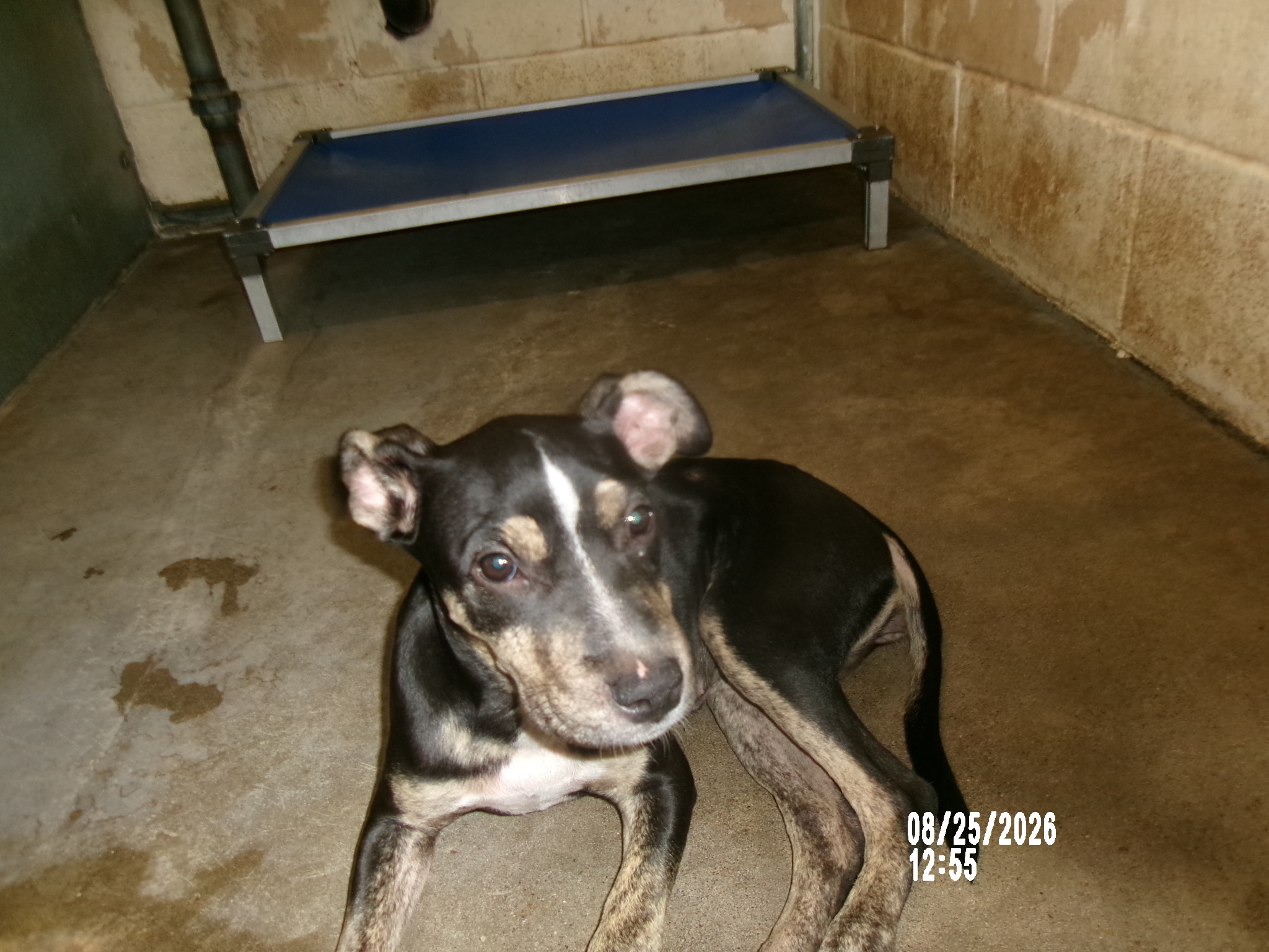 Smeela, a Entlebucher (mix breed), available for adoption