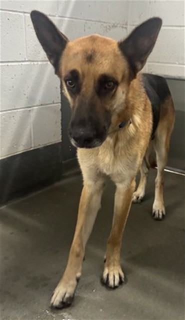 Loki, a German Shepherd (mix breed), available for adoption