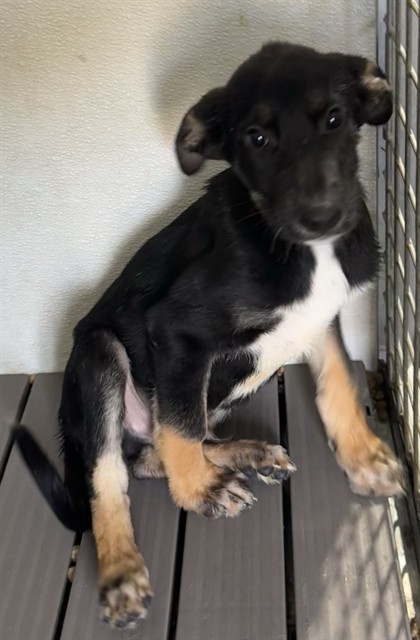Gravy, a Shepherd (mix breed), available for adoption