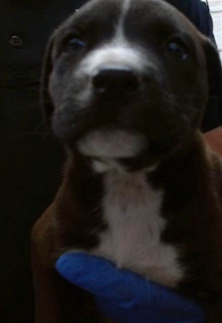 Braska, a Shepherd (mix breed), available for adoption