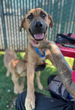 Bella, a German Shepherd (mix breed), available for adoption
