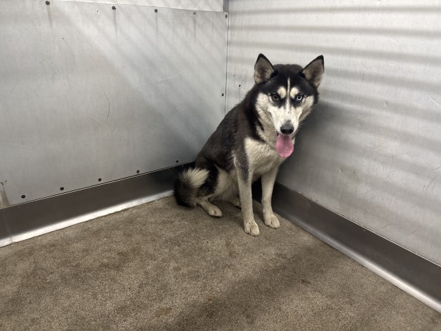 Doreen, a Siberian Husky, available for adoption