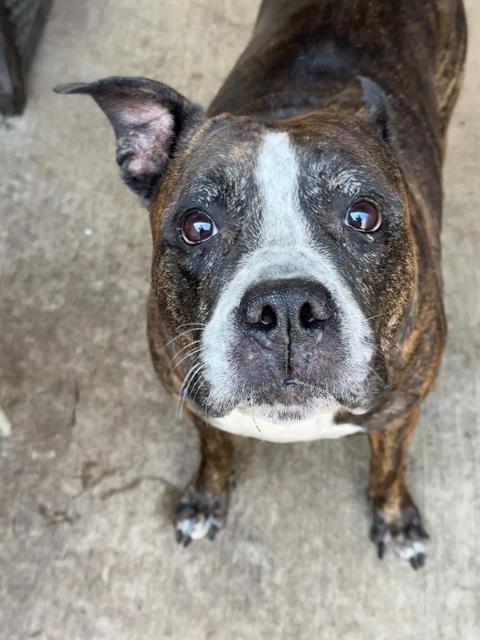 Hennessy, a Pit Bull Terrier (mix breed), available for adoption