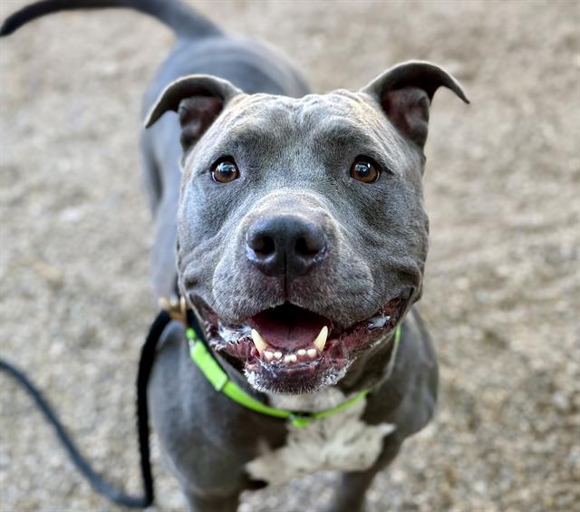Blue, a Pit Bull Terrier, available for adoption