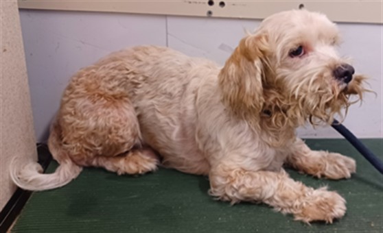 Love, a Terrier, available for adoption
