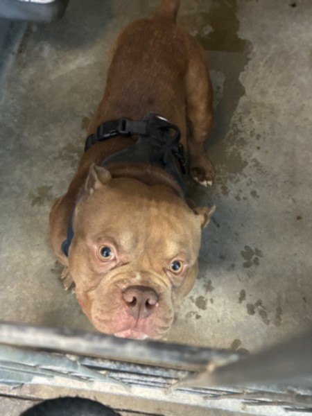 Hector, a English Bulldog, available for adoption