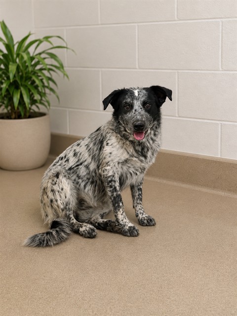 Guinevere, a Lancashire Heeler, available for adoption