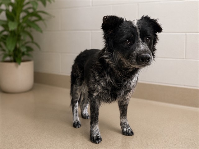 Adelaide, a Lancashire Heeler, available for adoption