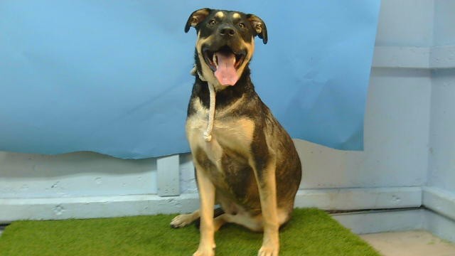 Lady, a German Shepherd, available for adoption