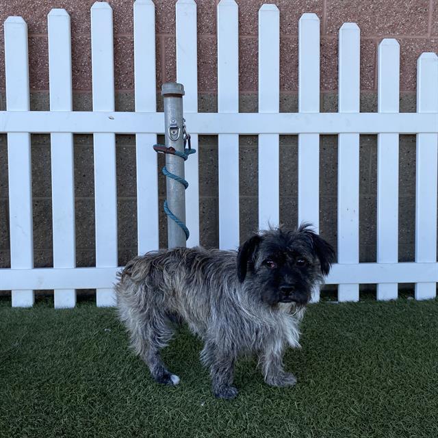 Harley, a Schnauzer, available for adoption