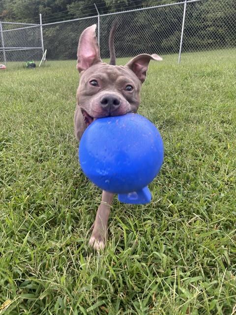 Heath, a Pit Bull Terrier, available for adoption