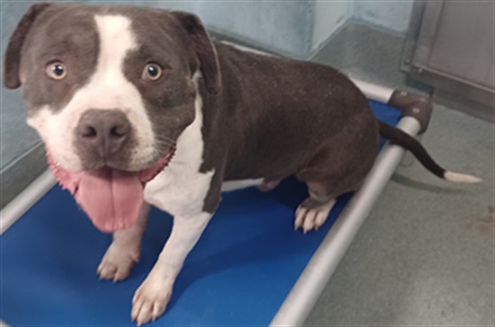 Chevy, a American Staffordshire Terrier, available for adoption