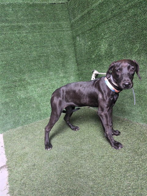 Vesta, a Rhodesian Ridgeback, available for adoption