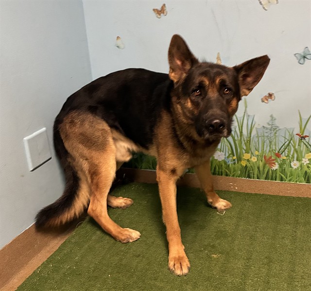A5801759, a German Shepherd, available for adoption