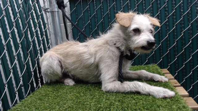 Max, a Terrier, available for adoption