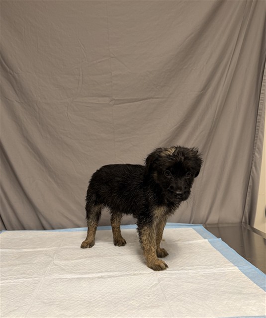 Annie, a German Shepherd, available for adoption