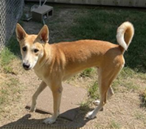 Kim, a Jindo (mix breed), available for adoption