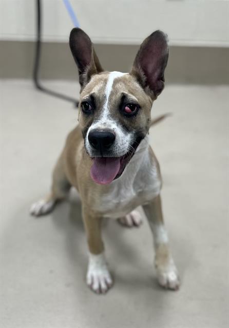 Charlie, a Pit Bull Terrier (mix breed), available for adoption