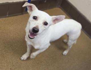 Chico, a Chihuahua (mix breed), available for adoption
