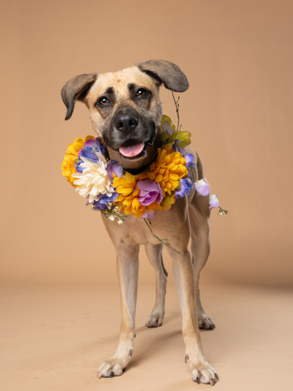 Elaine, a Fox Terrier (mix breed), available for adoption