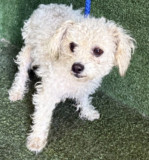 A5803317, a Maltese, available for adoption