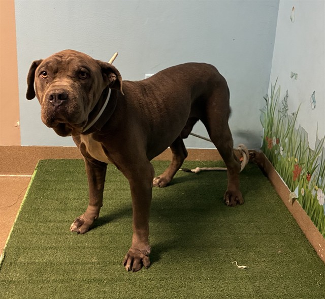Drakeo, a Bullmastiff, available for adoption