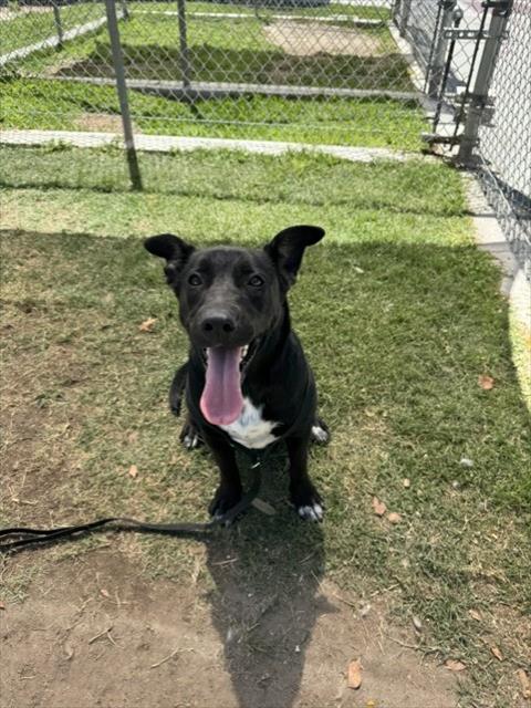 Comet, a Retriever (mix breed), available for adoption