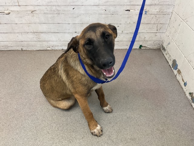 Jessica, a German Shepherd (mix breed), available for adoption