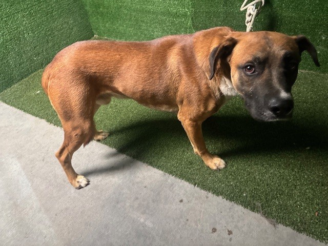 Sam, a Pit Bull Terrier, available for adoption