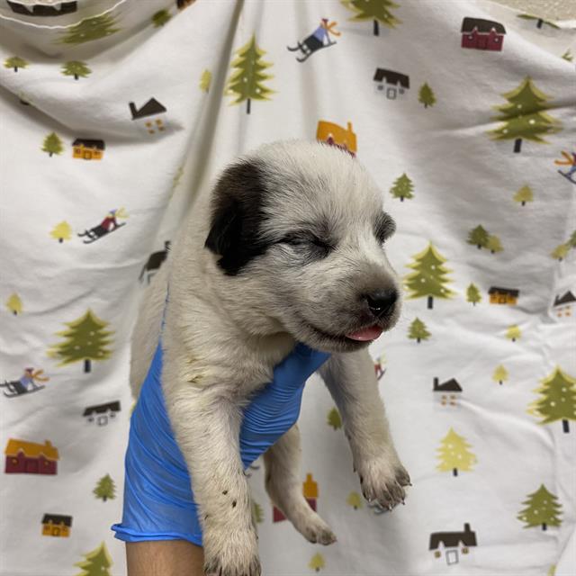 A614458, a Border Collie, available for adoption