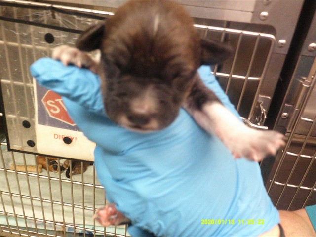 A481324, a Black Mouth Cur (mix breed), available for adoption