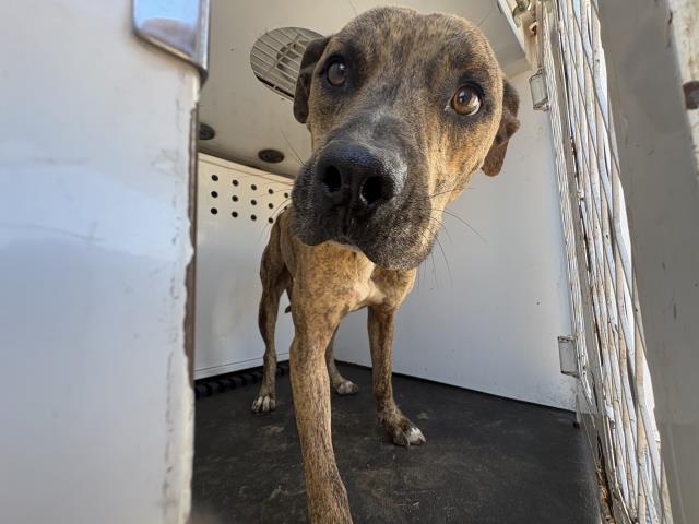 Toad, a Pit Bull Terrier (mix breed), available for adoption