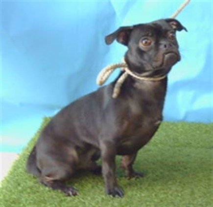 A5805016, a Pug, available for adoption