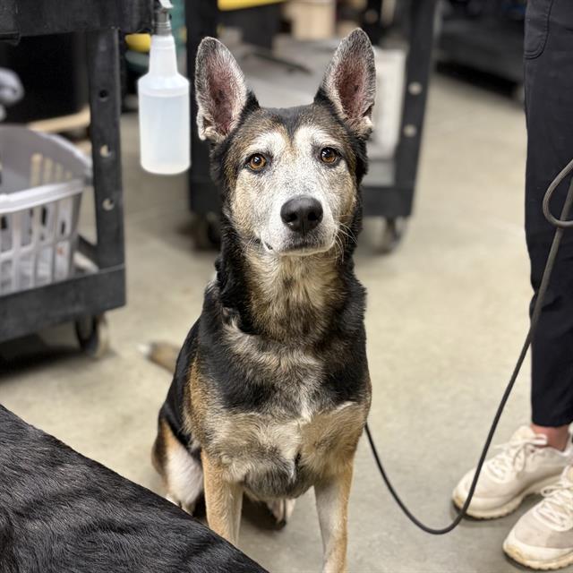 Coco, a Lancashire Heeler, available for adoption