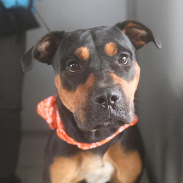 Captain, a Rottweiler (mix breed), available for adoption