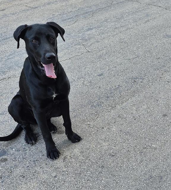 Purdy Girl, a Labrador Retriever (mix breed), available for adoption