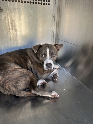 Trey, a Pit Bull Terrier, available for adoption